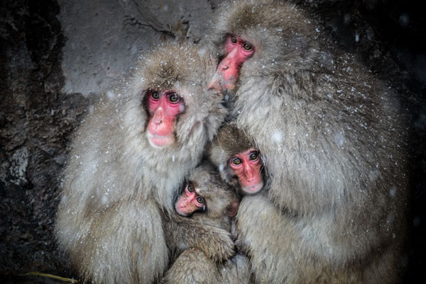 Photograph Takeshi Marumoto Family Ties on One Eyeland