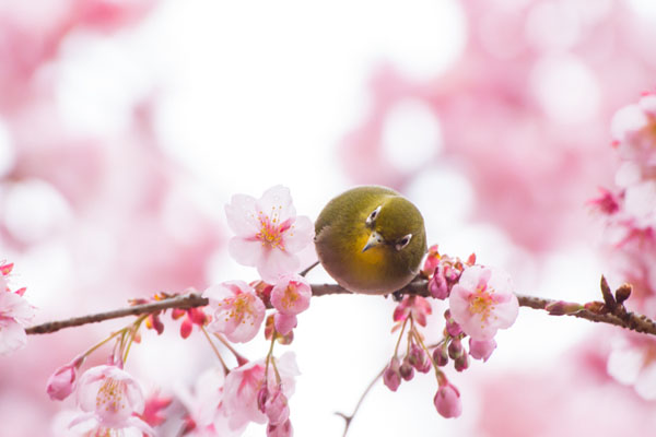 Photograph Takeshi Marumoto Signs Of Spring on One Eyeland