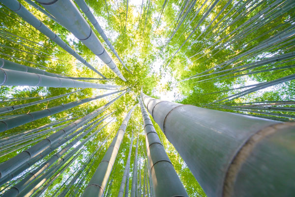Photograph Takeshi Marumoto Bamboo Light on One Eyeland