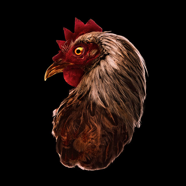 Photograph Antonio Strafella Combat Rooster on One Eyeland