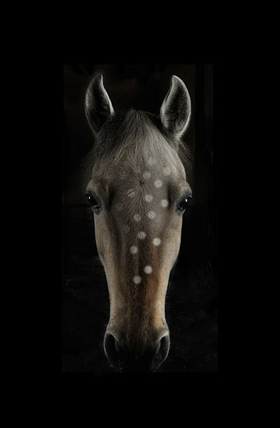 Photograph Ann Cutting Horse on One Eyeland
