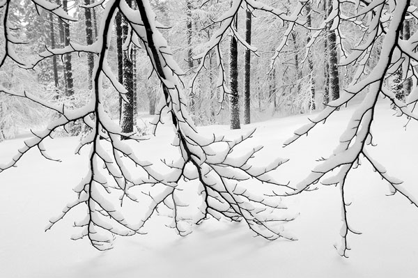 Photograph Dabid Argindar Stroking The Snow on One Eyeland