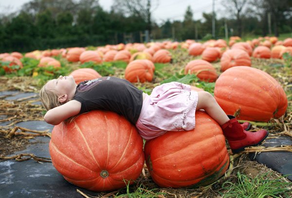 Photograph Rita Thompson Pumpkins on One Eyeland