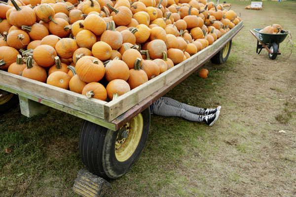 Photograph Rita Thompson Pumpkin Wagon on One Eyeland