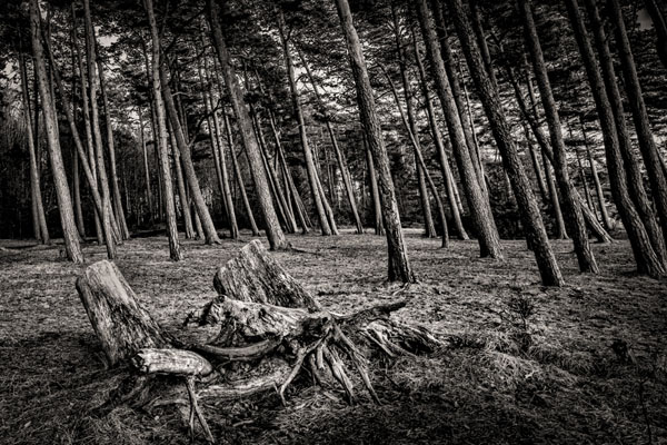 Photograph Aasmund Kvarnstrom Leaning Forest And Root on One Eyeland