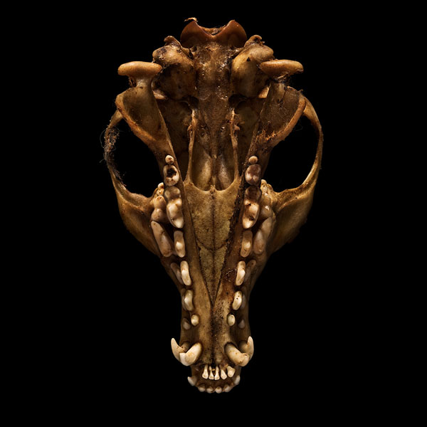 Photograph Antonio Strafella Dead Alien Fox on One Eyeland