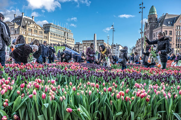 Photograph Richard Marks Tulips From Amsterdam on One Eyeland