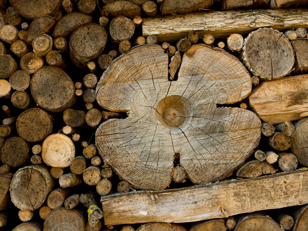 Photograph Enzo Crispino To Make A Tree You Need A Flower on One Eyeland
