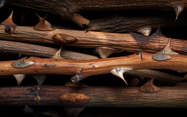 Photograph Mark Wiens Rose Branches on One Eyeland