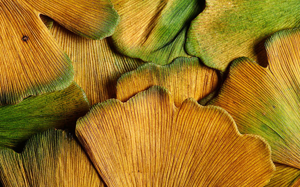 Photograph Mark Wiens Gingko Leaves 2 on One Eyeland