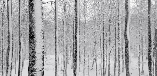 Photograph Rafa Herrero Forest on One Eyeland