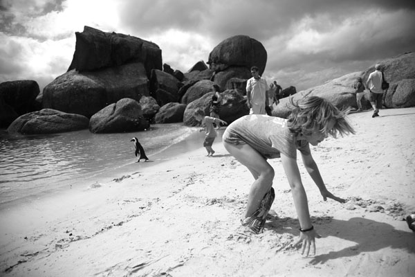 Photograph Rita Thompson Penguin on One Eyeland