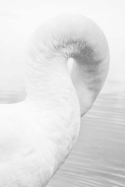 Photograph Ewelina Lesik White Swan on One Eyeland