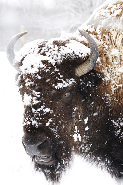 Photograph Larry Hamill Buffalo In A Blizzard on One Eyeland
