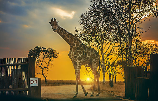 Photograph Jackson Carvalho Lady Across The Path on One Eyeland