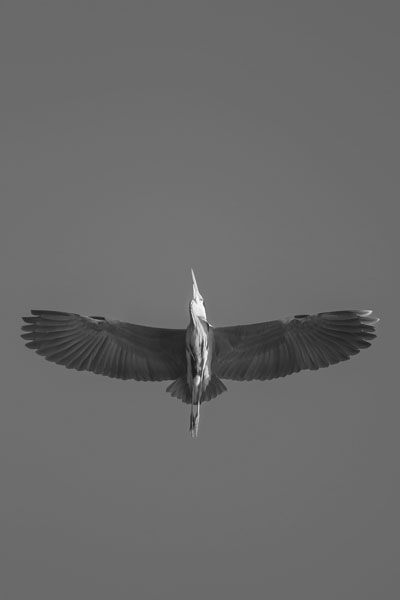 Photograph Ewelina Lesik Grey Heron on One Eyeland