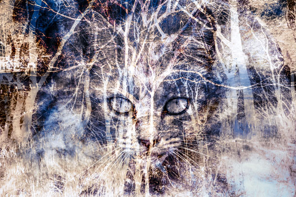 Photograph Hiro Kazuki Cat on One Eyeland