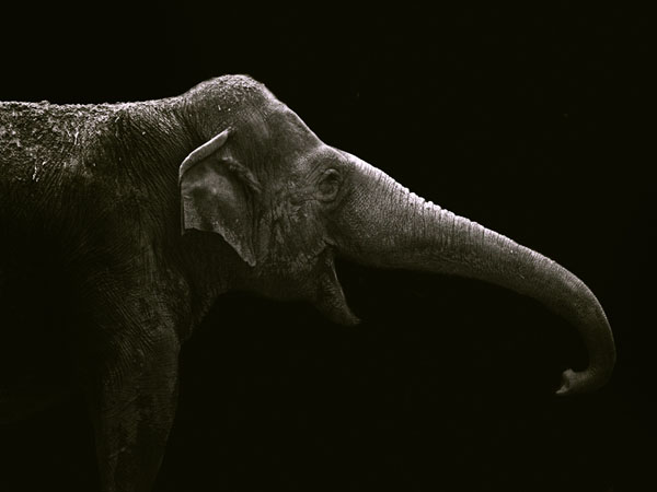 Photograph Afroditi Mavroeidi Elephant on One Eyeland