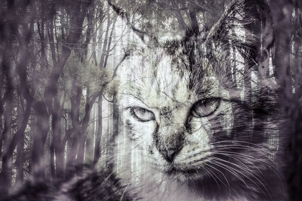 Photograph Hiro Kazuki Cat In The Fog on One Eyeland