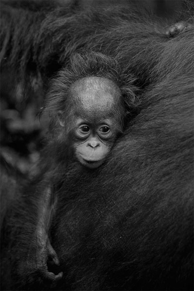 Photograph Jibul Bleduk Save Orangutan on One Eyeland