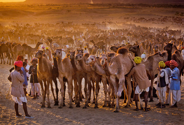 Photograph Roberto Nencini Pushkar Mela 3292 on One Eyeland