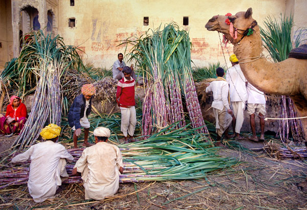 Photograph Roberto Nencini Pushkar Mela 3216 on One Eyeland