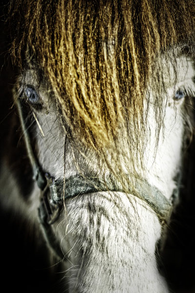 Photograph David Mullins The Hypnotist on One Eyeland