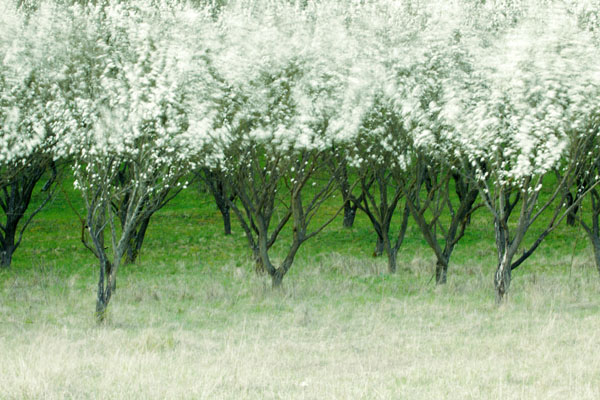 Photograph Floriana Barbu Spring Wind on One Eyeland