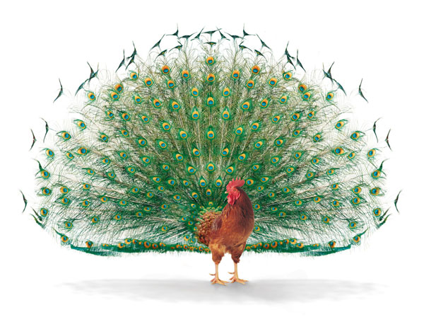 Photograph Tim Hawley Pearooster on One Eyeland