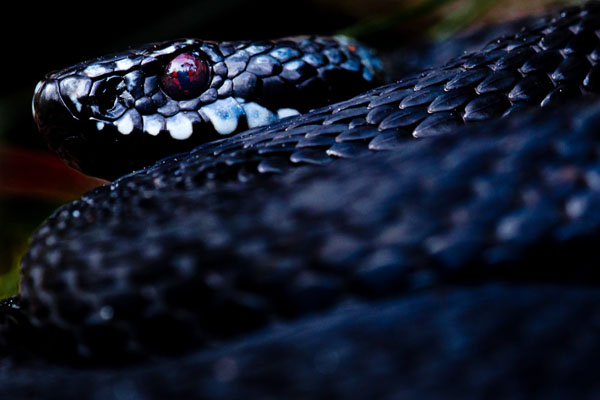 Photograph Ilkka Kokkonen Viper on One Eyeland