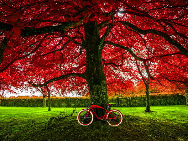 Photograph Richard Desmarais Red Bike Red Tree on One Eyeland