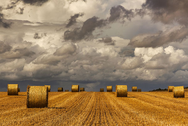 Photograph Mark Benham August Harvest on One Eyeland