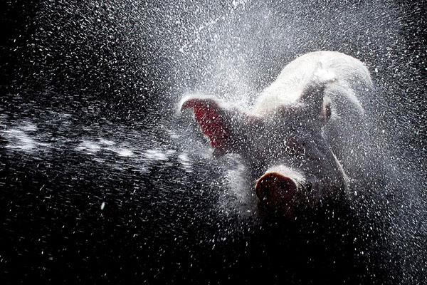 Photograph Adrian Lugones Chancho Limpio on One Eyeland