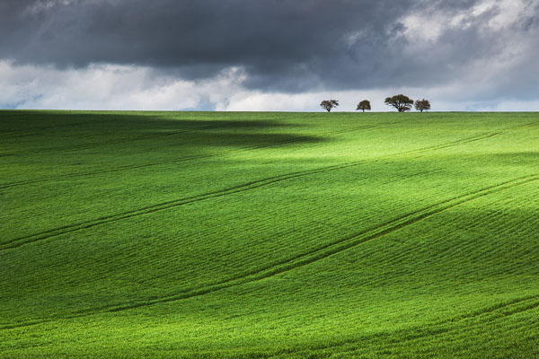 Photograph Mark Benham Trees On The Horizon on One Eyeland
