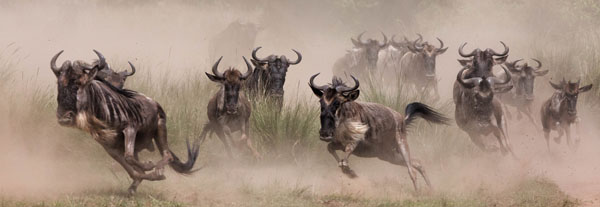 Photograph Arun Mohanraj Wildebeests Migration Maai Mara on One Eyeland