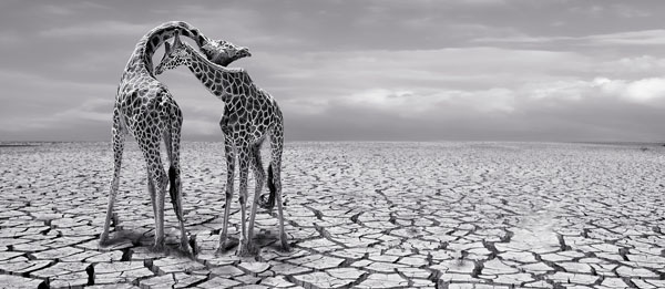 Photograph Arun Mohanraj Bonding on One Eyeland
