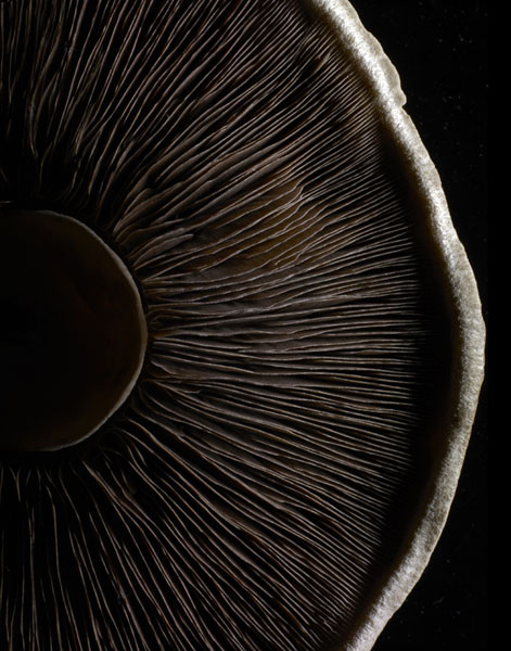 Photograph Sue Atkinson Forestiere Mushroom on One Eyeland