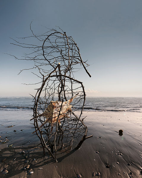 Photograph Ray Art Endangered Species on One Eyeland
