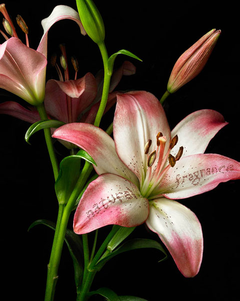 Photograph Glen Gyssler Lilly Natural Fragrance on One Eyeland