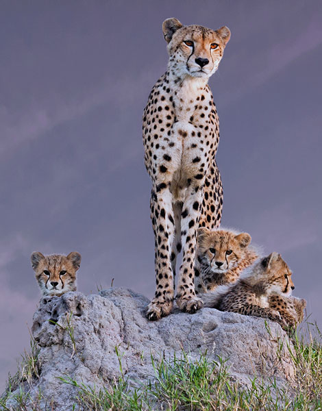 Photograph Arun Mohanraj Cheetah With Cubs on One Eyeland