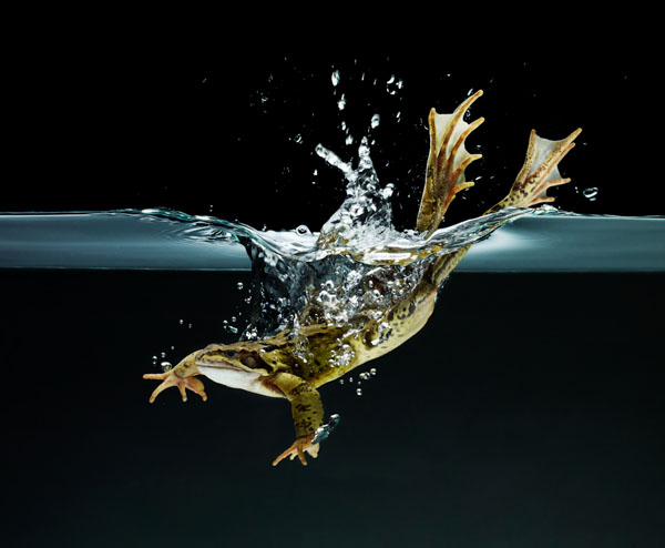 Photograph Ray Massey Diving Frog on One Eyeland