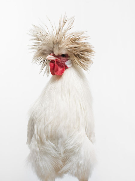 Photograph A Tamboly Rooster on One Eyeland