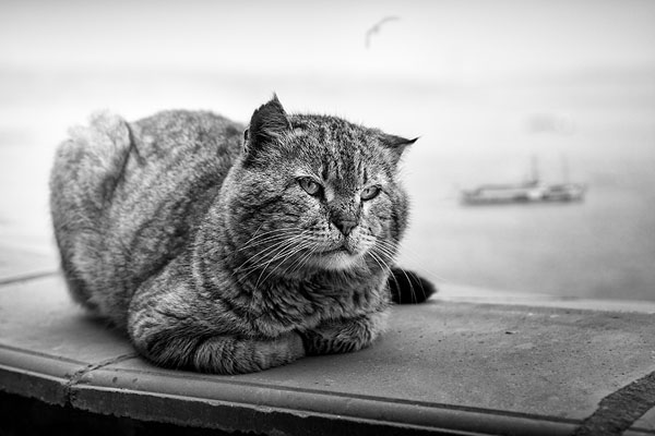 Photograph Vadim Fedotov Cat Bosphorus on One Eyeland