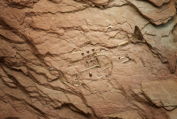 Photograph David Stinson Fossilized Trumpet on One Eyeland