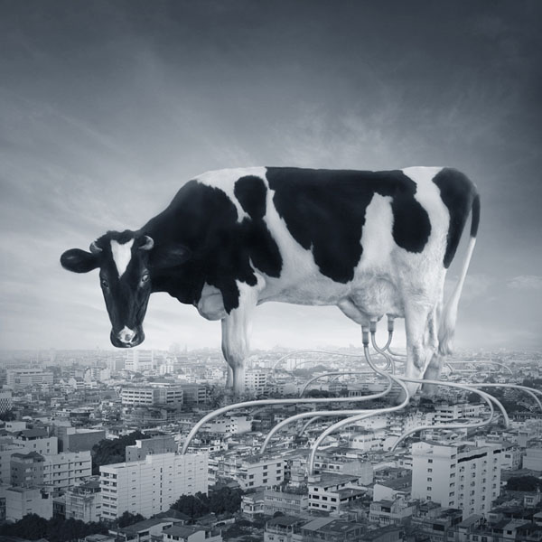 Photograph Final Toto Cow Power on One Eyeland