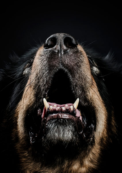 Photograph Keith Tsuji Tibetan Mastiff on One Eyeland