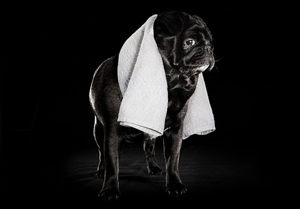 Photograph Hamish Trounson A Pugs Life 8 on One Eyeland