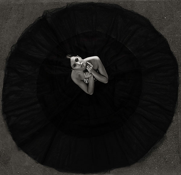 Photograph Martin Krystynek Black Swan on One Eyeland
