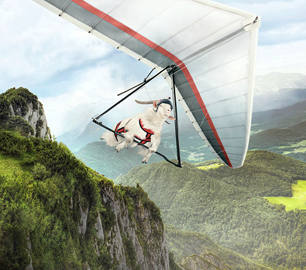 Photograph Fedde Souverein Tomtom Goat on One Eyeland