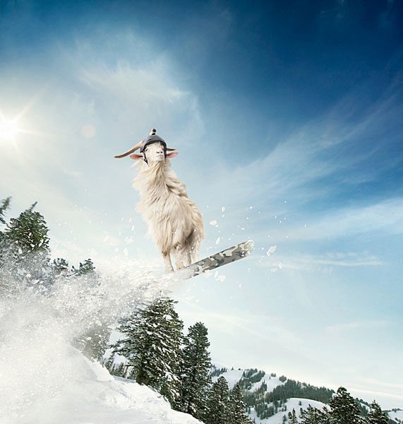 Photograph Fedde Souverein Tomtom Goat on One Eyeland
